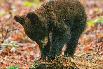 Black Bear Cubs