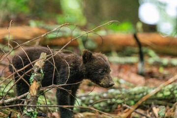 Black Bear Cubs