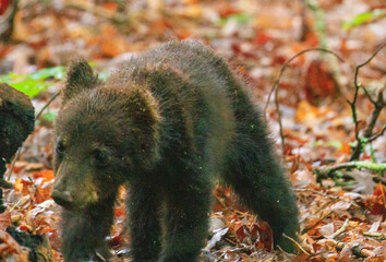 Black Bear Cubs