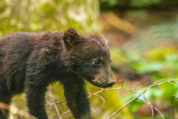 Black Bear Cubs