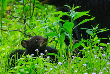 Black Bear Cubs