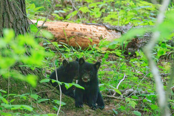 Black Bear Cubs