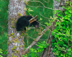 Black Bear Cubs