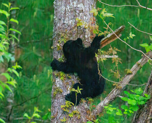 Black Bear Cubs