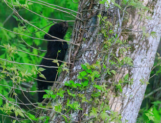 Black Bear Cubs
