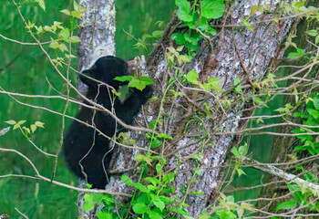 Black Bear Cubs