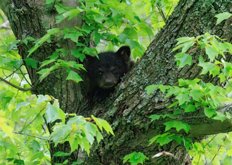 Black Bear Cubs