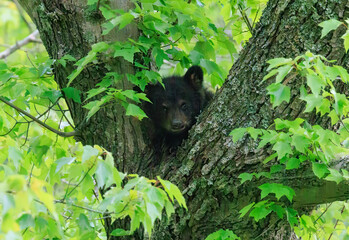 Black Bear Cubs
