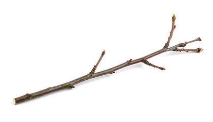 Fototapeta premium Cut Branch with Swollen Buds Ready to Sprout in Spring Isolated on White