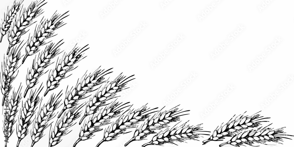 Poster vector illustration showing multiple ears of wheat arranged in a corner pattern on a white backgroun