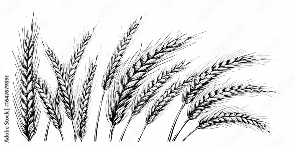 Poster vector illustration featuring a collection of wheat stalks with detailed grain patterns in monochrom