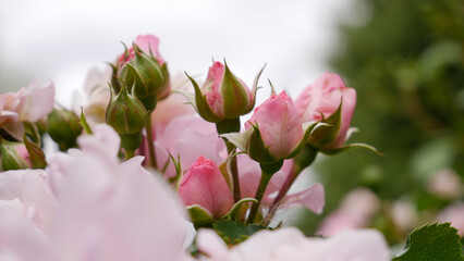 pink magnolia flower