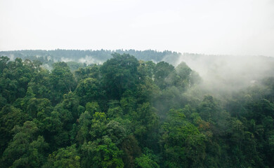 Tropical forest in Situ Gunung Suspension Bridge, The Longest Suspension Bridge In Southeast Asia