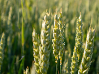 Wheat Crop Growing in a Golden Field During Late Afternoon Sunlight
