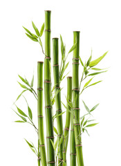 Growing bamboo plants in natural light garden isolated on transparent background