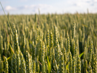 Wheat Field Ready for Harvest Under a Clear Blue Sky in Summer Sunlight