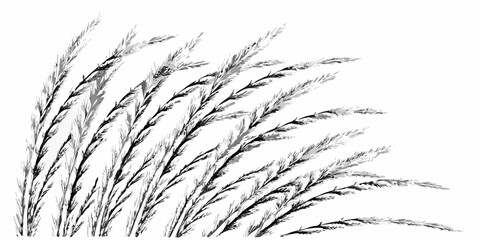 Vector illustration of several stalks of grain with seeds in black and white against a white background design art