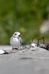 Juvenile Piping plovers camouflaged in sand on beach