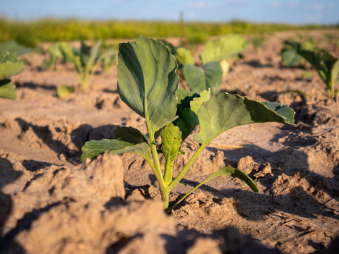 Young Cabbage Plant Thriving in a Sunlit Field During Growing Season
