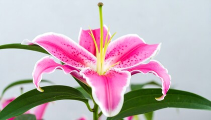 Close-up of a vibrant pink and white lily