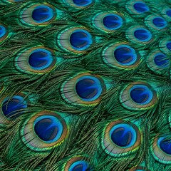 Macro detail of vibrant peacock feathers showcasing the iridescent eye-spotted pattern for a natural colorful background.