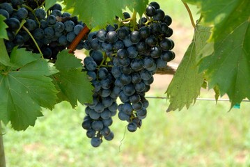 grapes on vine