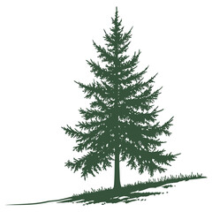 Fototapeta premium A fraser fir evergreen tree isolated on a clean background. This classic and realistic illustration is perfect for traditional holiday designs, nature themes, and forestry projects.
