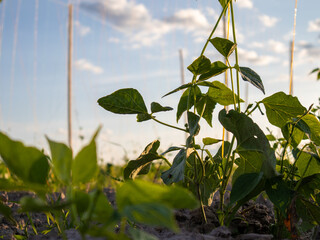 Early Evening Sunlight Casts a Warm Glow on Growing Plants in a Field