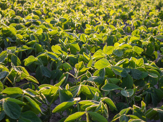 Soybean Field Basking in Golden Sunlight During Early Morning Hours