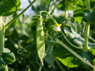 Pea Plant With Developing Pods and Flowers in a Sunny Garden During Early Summer