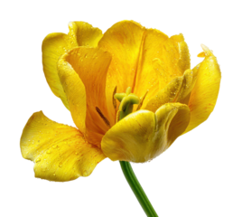 Vibrant yellow tulip bloom nature flora isolated on transparent background