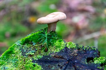 Dzika natura – grzyb w sercu lasu © KrólestwoNauki