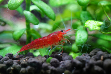 Vibrant red cherry shrimp exploring its lush green aquatic environment. Tiny creature adds a pop of color to the freshwater tank.
