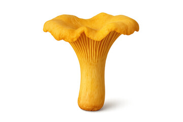 Fresh chanterelle mushroom isolated on transparent background