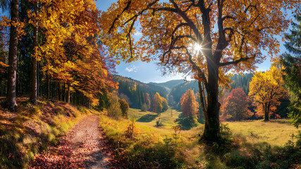 Fototapeta premium Autumnal Forest Path: Sunlit Trees and Colorful Foliage in a Scenic Landscape
