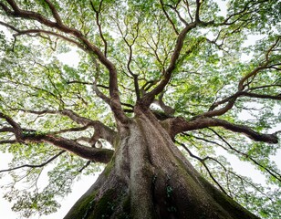 Naklejka premium a big tree low camera angle perspective detailed branches white blank background realistic