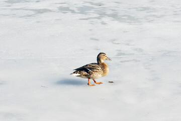 Duck Standing on Frozen Lake in Winter – Peaceful Nature Scene with Seasonal Contrast