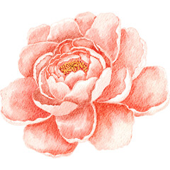 Delicate Coral Peony Watercolor Painting