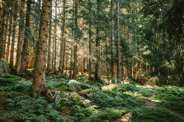 Green mountain forest scene. Tall pine tree trunks, lush green vegetation, summer evening light, backlit trees,  no people.