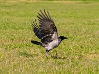 Close-up of hooded crow in flight from grass, ideal for illustrating wildlife, bird behavior, and nature concepts.