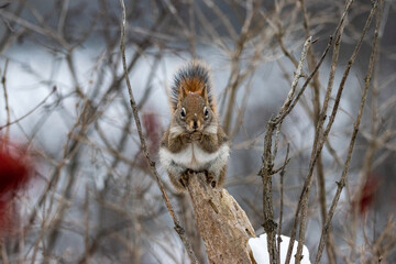 squirrel in the snow