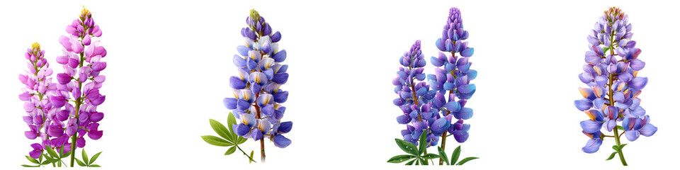 Set of lupine flower isolated on transparent background.