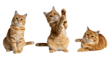 Three Adorable Orange Tabby Cats in Playful Poses Against a Black Background