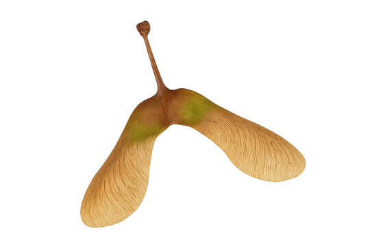 Single maple seed rotating on transparent background