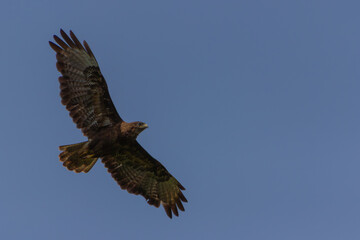 Buse variable en plein vol sur ciel bleu uni, vue du dessous