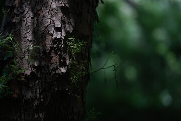 The faint light in the forest
