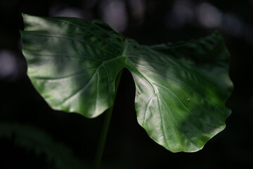 Jade green in the dim light