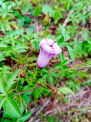 pink and yellow flower