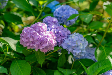 Obraz premium Vibrant purple and blue hydrangea blossoms flourishing among lush green leaves in sun-drenched garden, showcasing beauty of summer blooms.