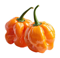 Bright culinary delights harvesting habanero peppers in greenhouses isolated on transparent background